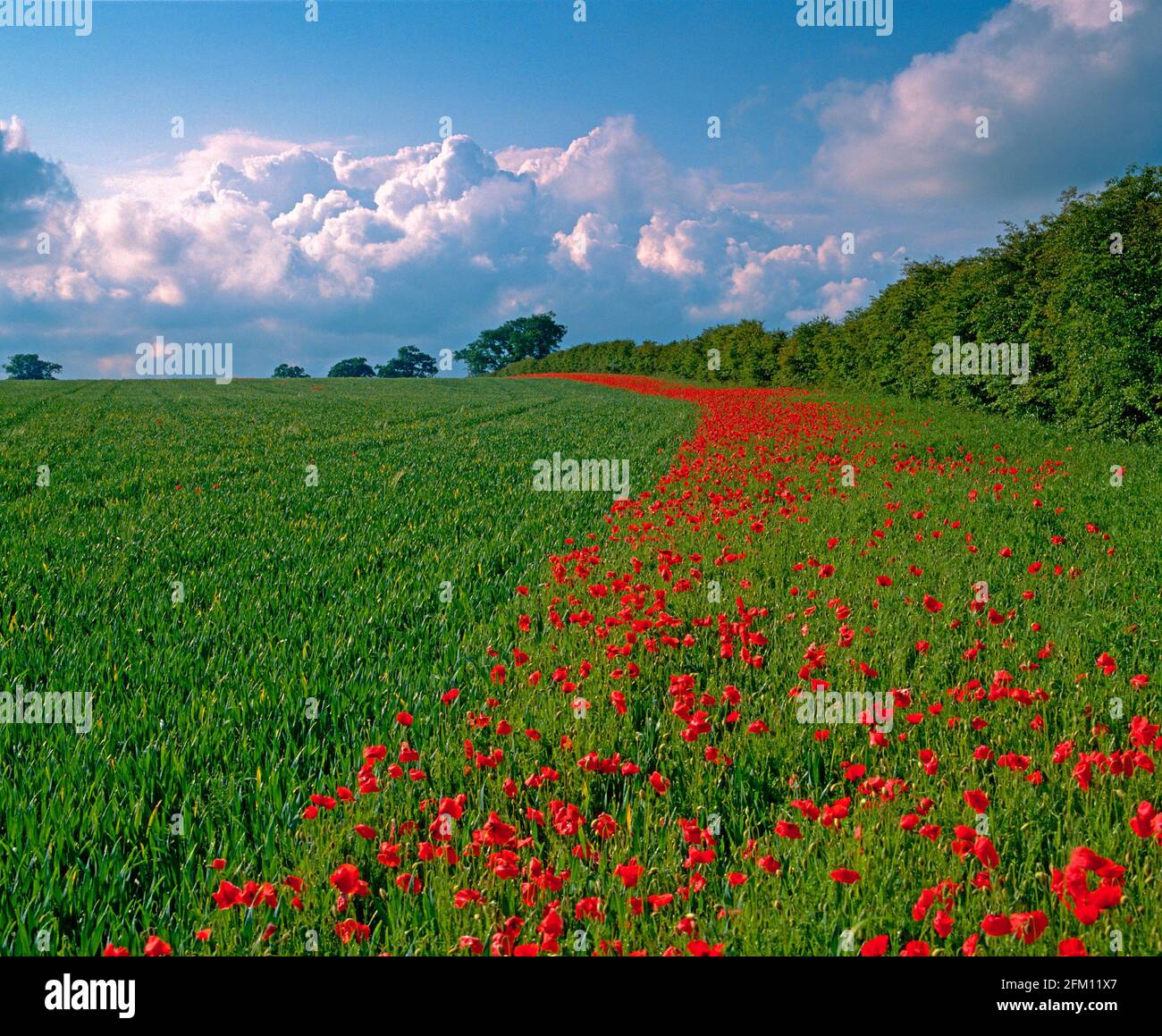 My Image 23