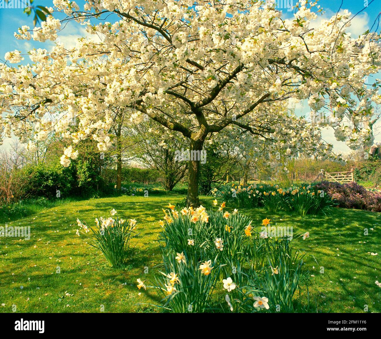 UK, England, apple blossom and daffodils in rural setting, spring Stock ...
