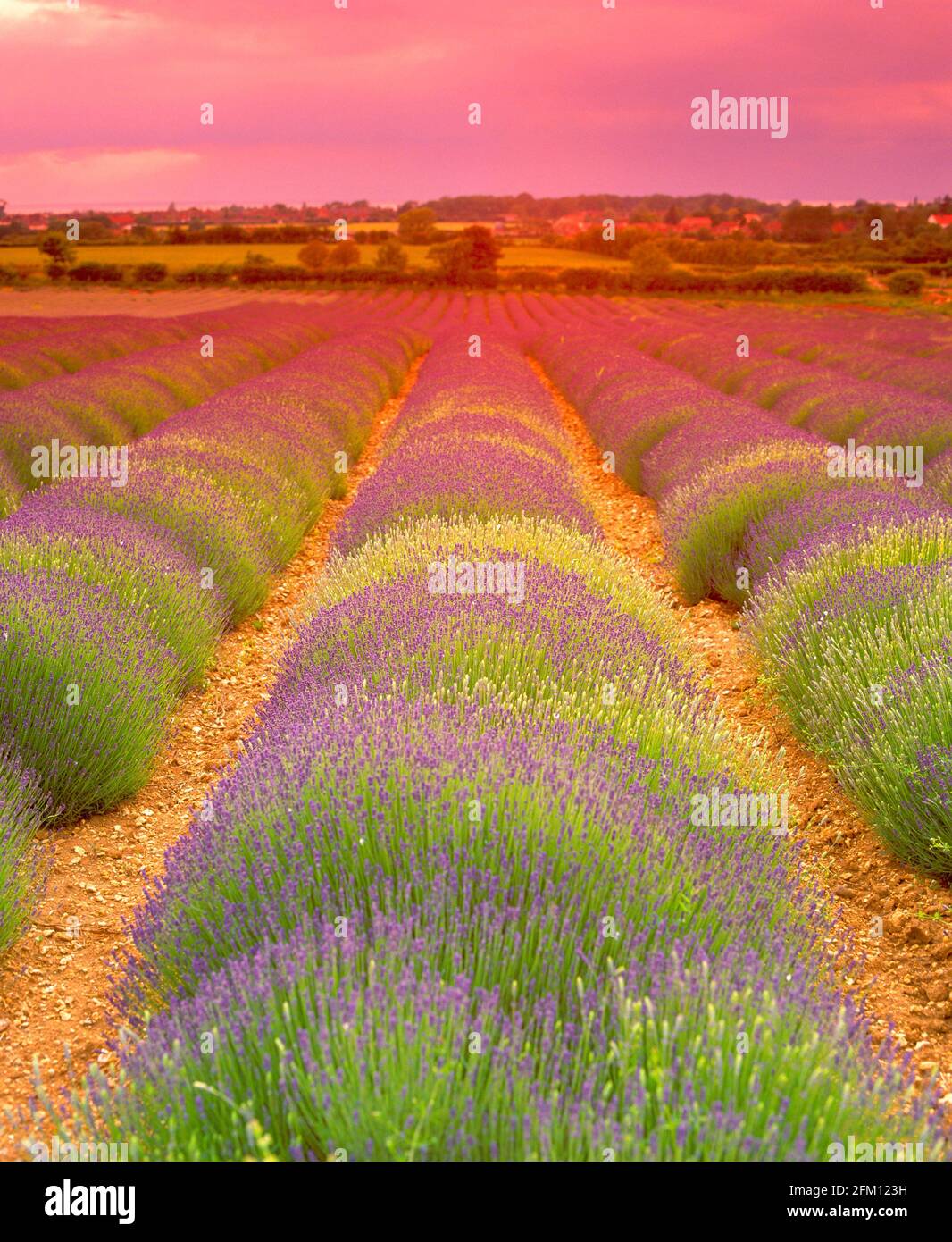 UK, England, Norfolk, Lavender fields, summer Stock Photo Alamy