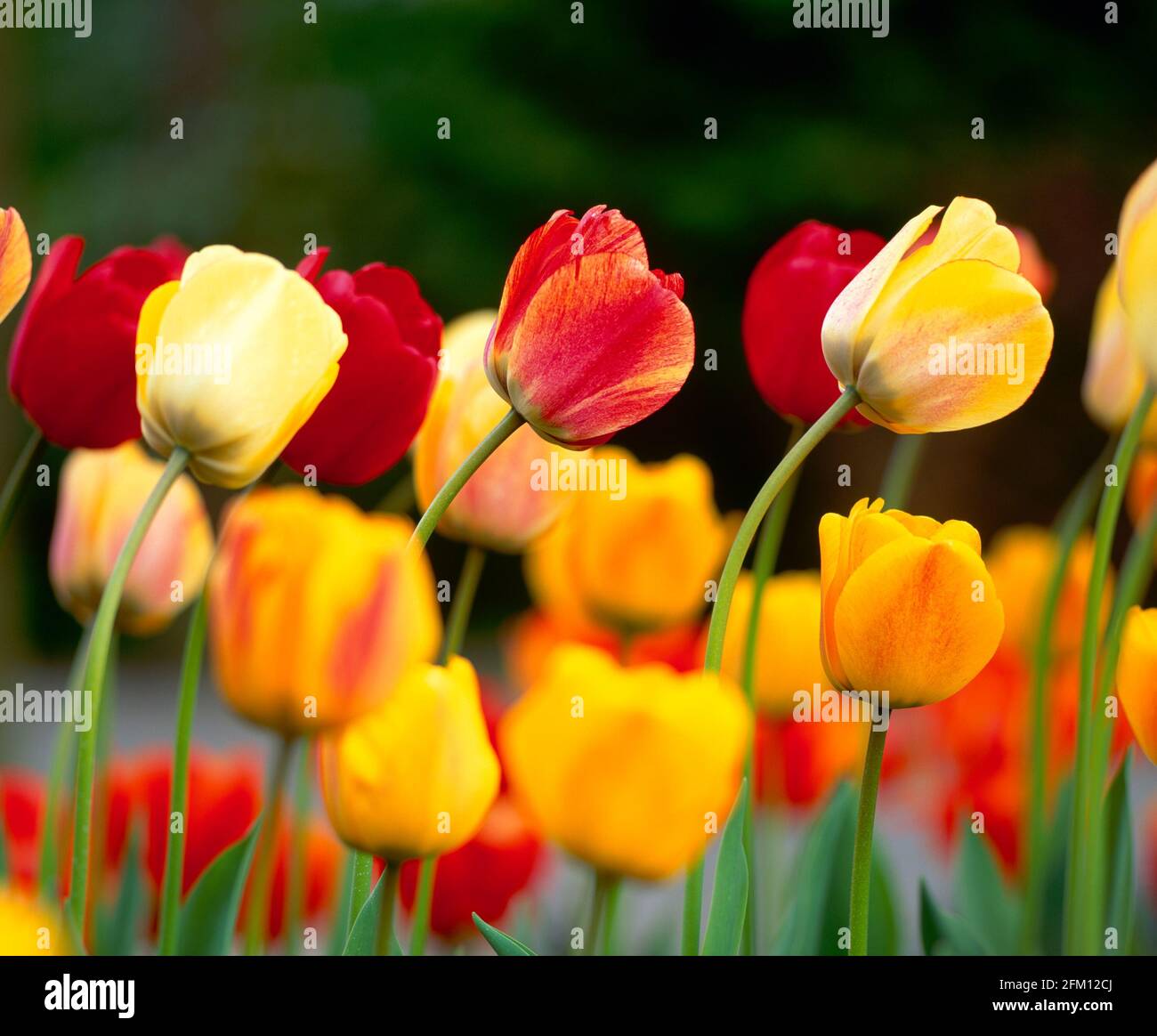 Wind blown coloured tulips, spring, Stock Photo