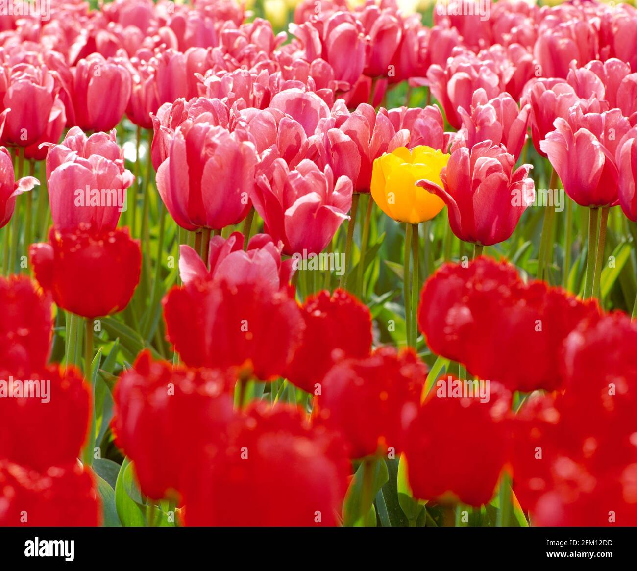 Single yellow tulip amongst pink and red tulips, spring, Stock Photo