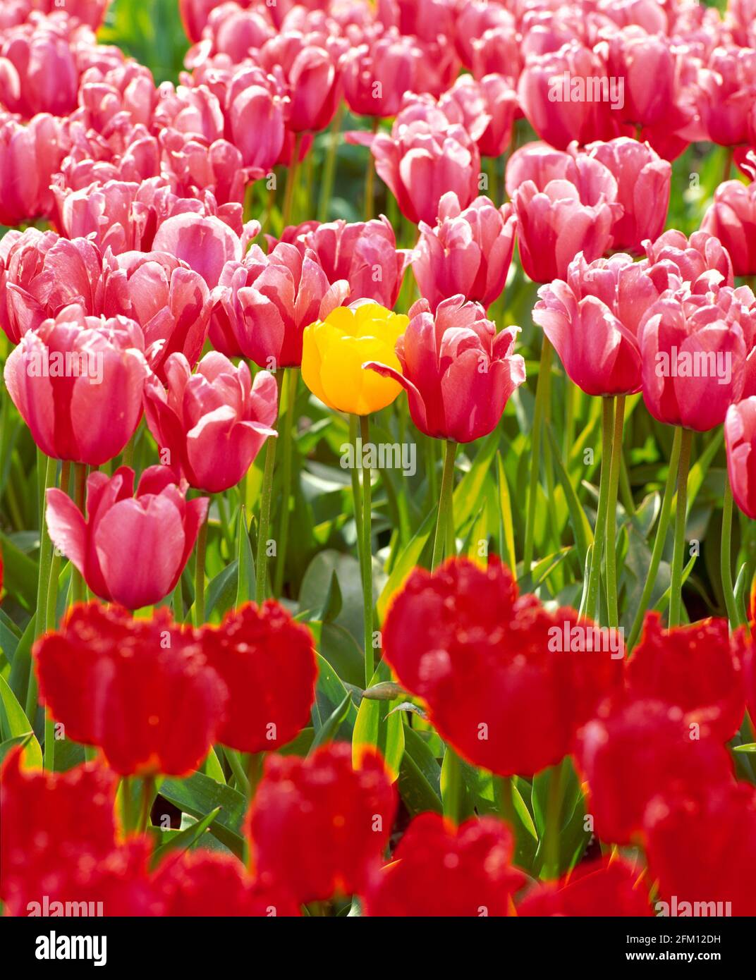 Single yellow tulip amongst pink and red tulips, spring, Stock Photo