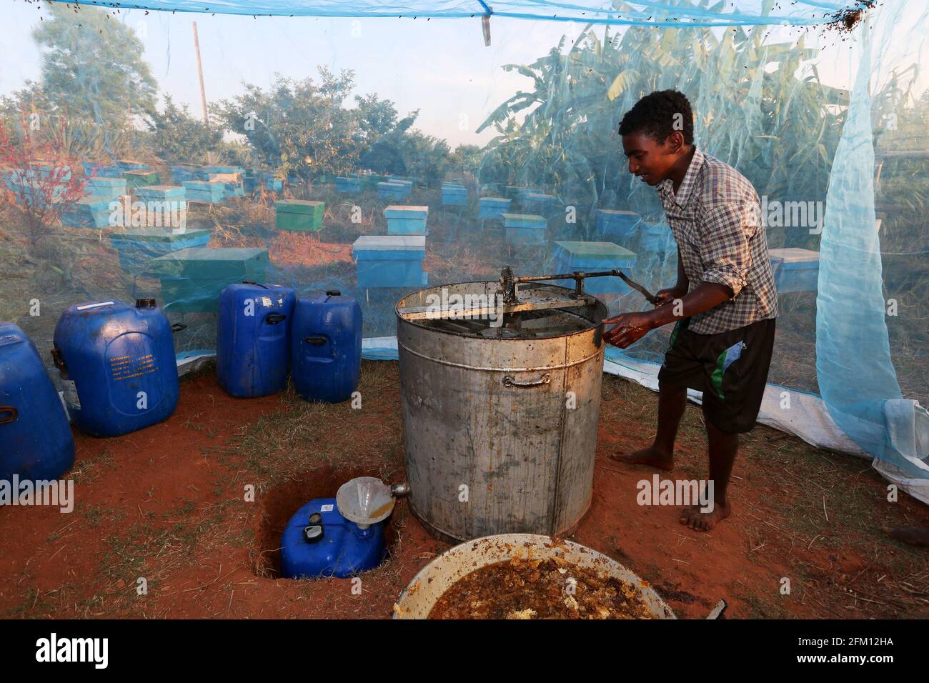 Honey collection by Kodhu tribal man at Sai Nagar, Andhra Pradesh, India Stock Photo