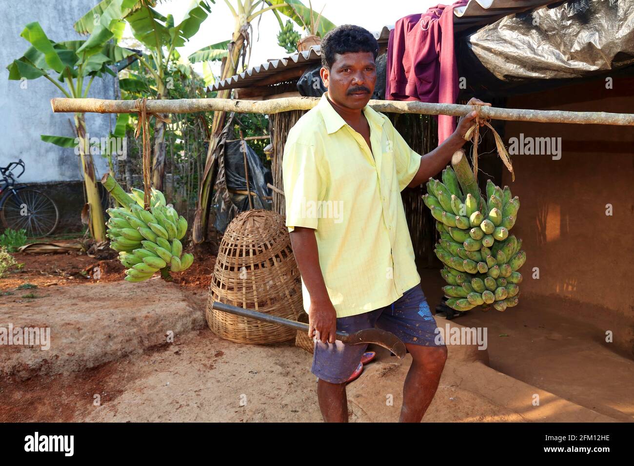 Kodhu tribal man carrying Banana bunches at Korrakothavalasa Village in Araku, Andhra Pradesh, India Stock Photo