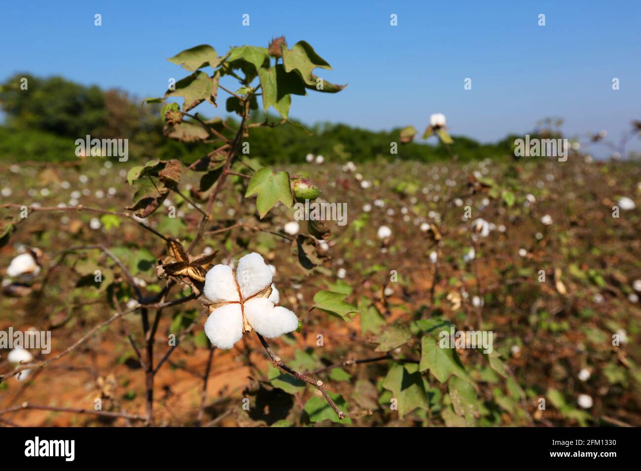 White cotton balls in cotton field hires stock photography and images