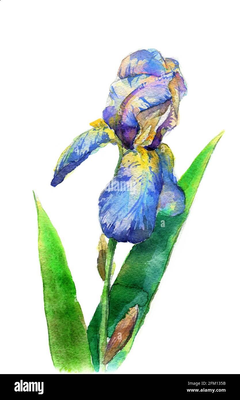 Watercolor drawing. Iris flower, isolated on white background ...