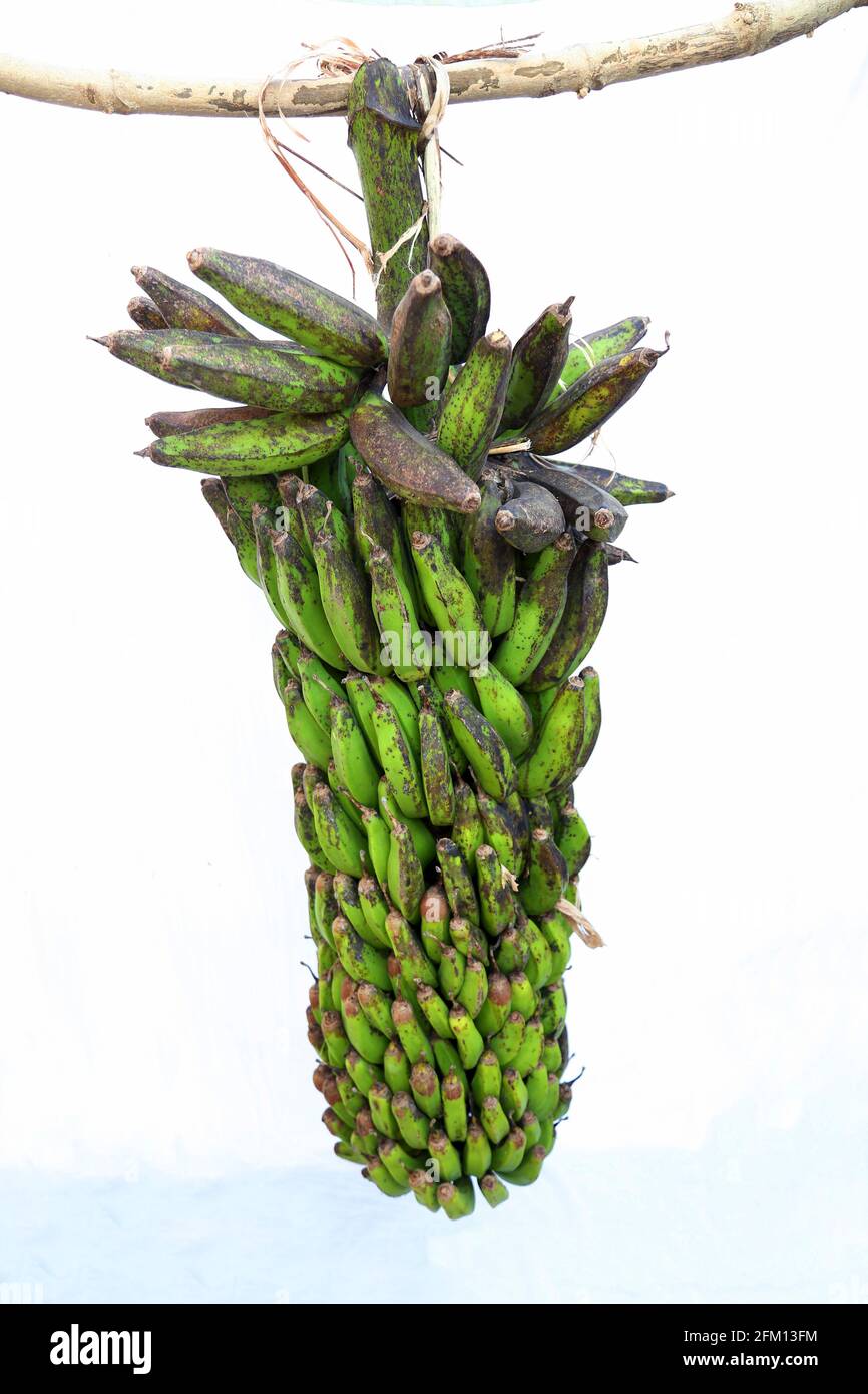Green Banana Bunch shot at Nallaraiguda village in Srikakulam district, Andhra Pradesh, India Stock Photo