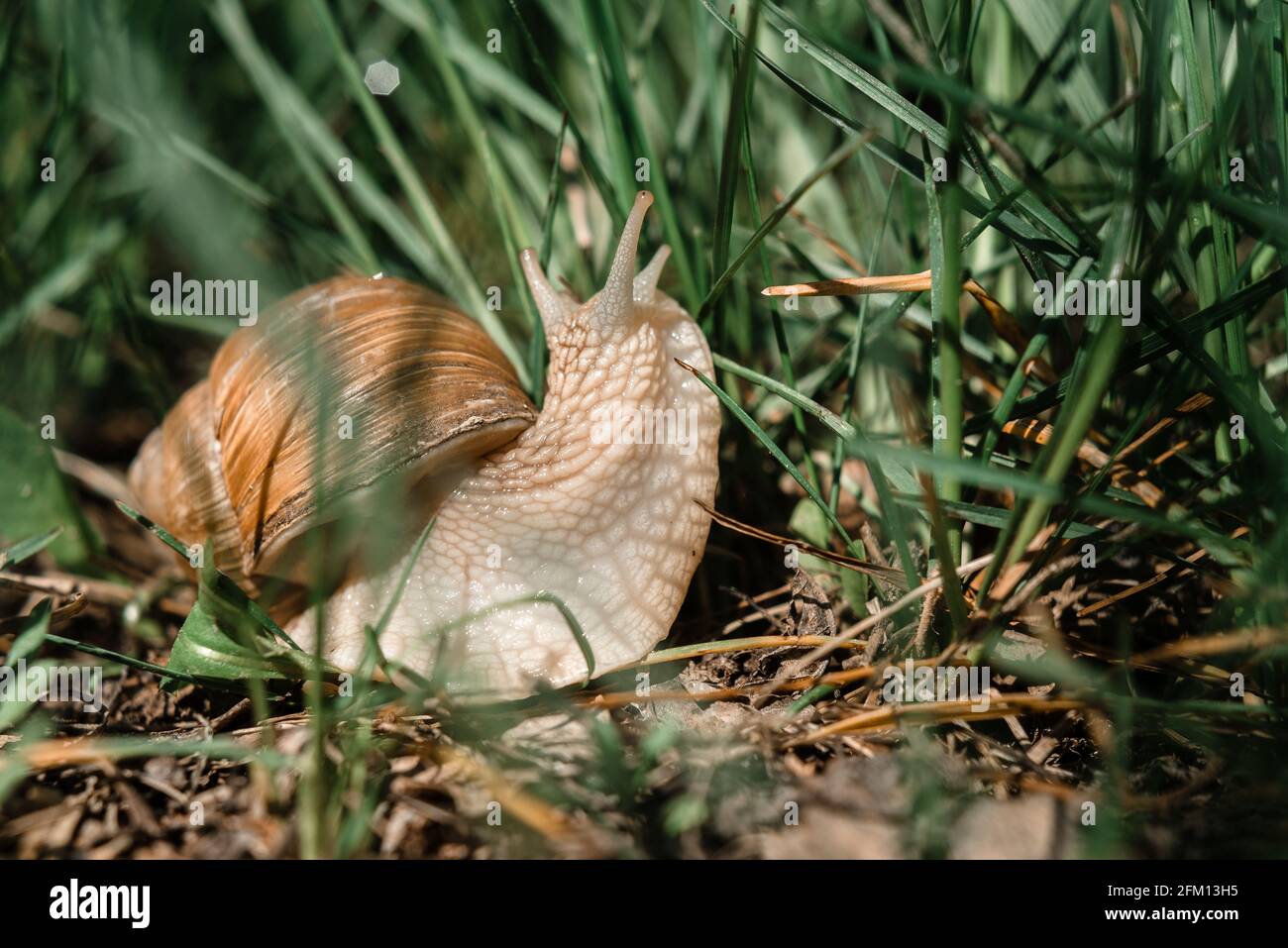 Big snail Achatina crawling in the green grass Stock Photo - Alamy