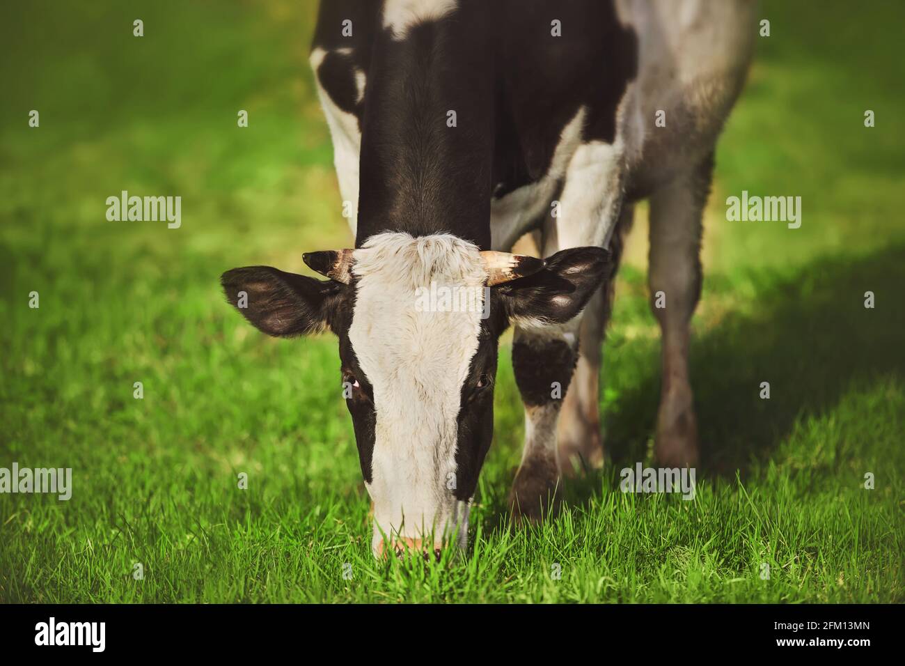 A cute black and white spotted cow stands in a meadow and eats green grass on a sunny summer day. Livestock. Nature. Stock Photo
