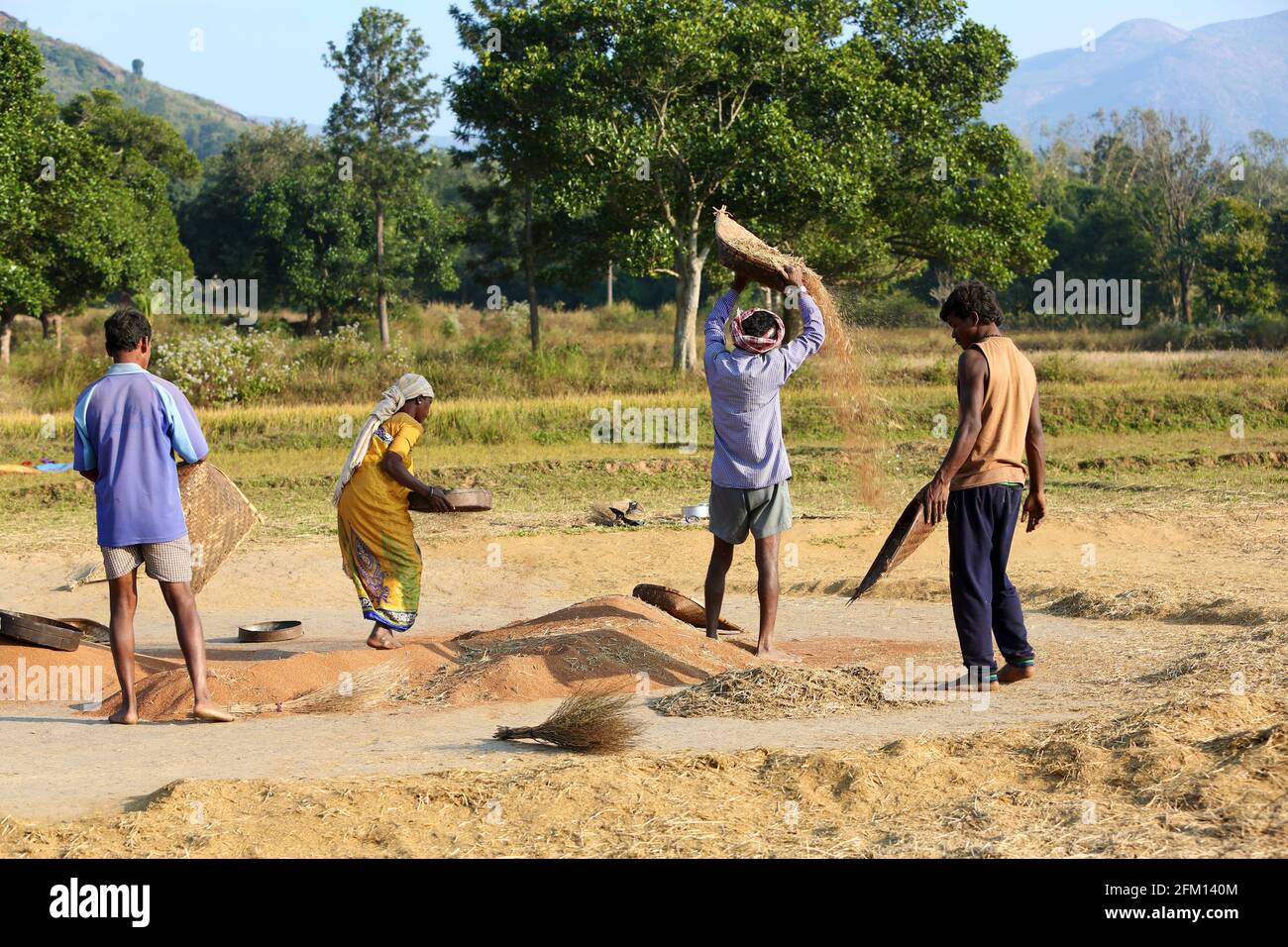 Tribal farmers Winnowing Ragi (Finger Millet ) on thrashing ground at Gandiguda Village, Andhra Pradesh, India. PARANGIPERJA TRIBE Stock Photo