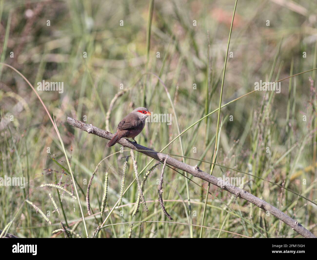 Perched common waxbill in a meadow from northern Portugal. Stock Photo