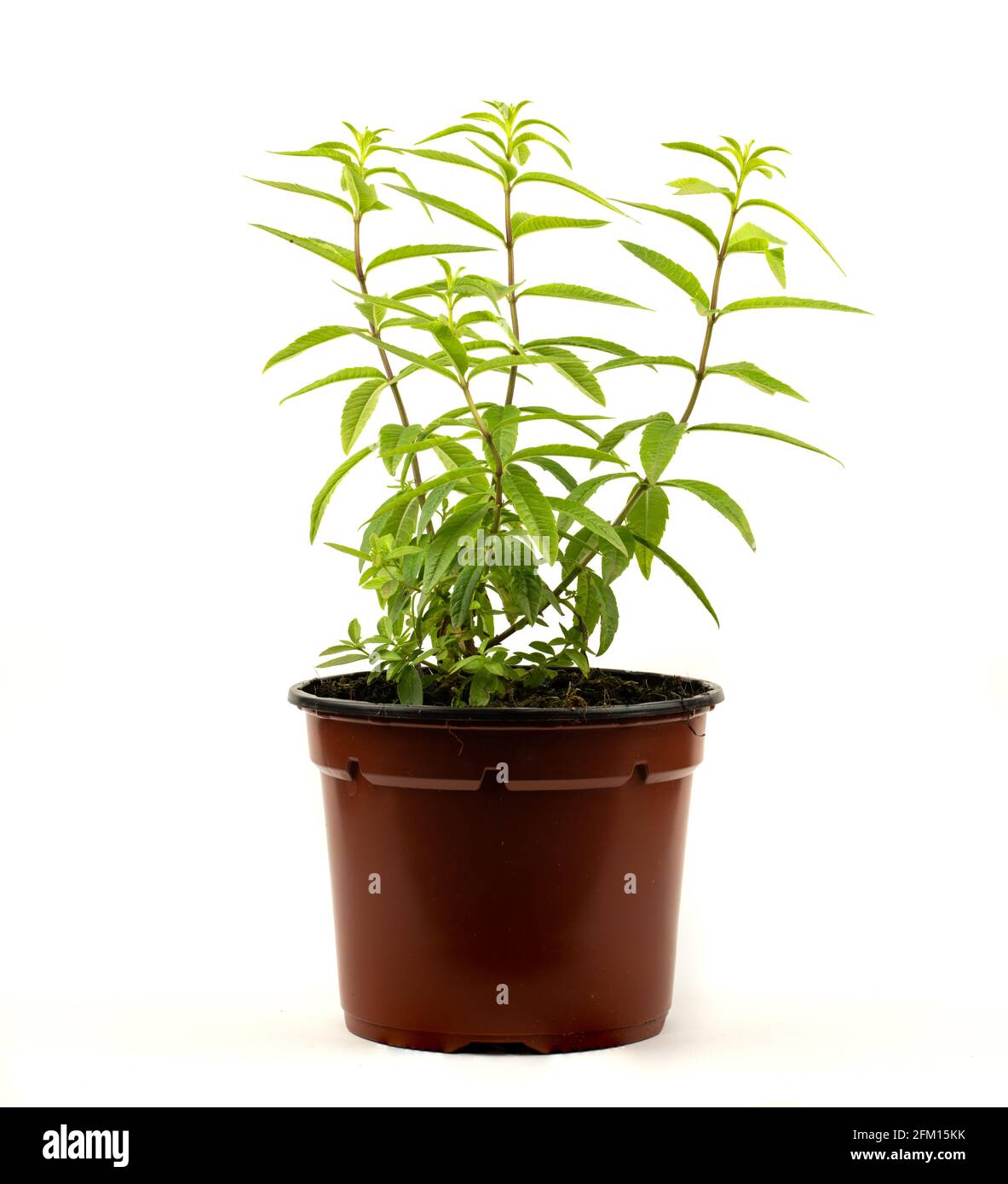 lemon verbena in pot with white background Stock Photo