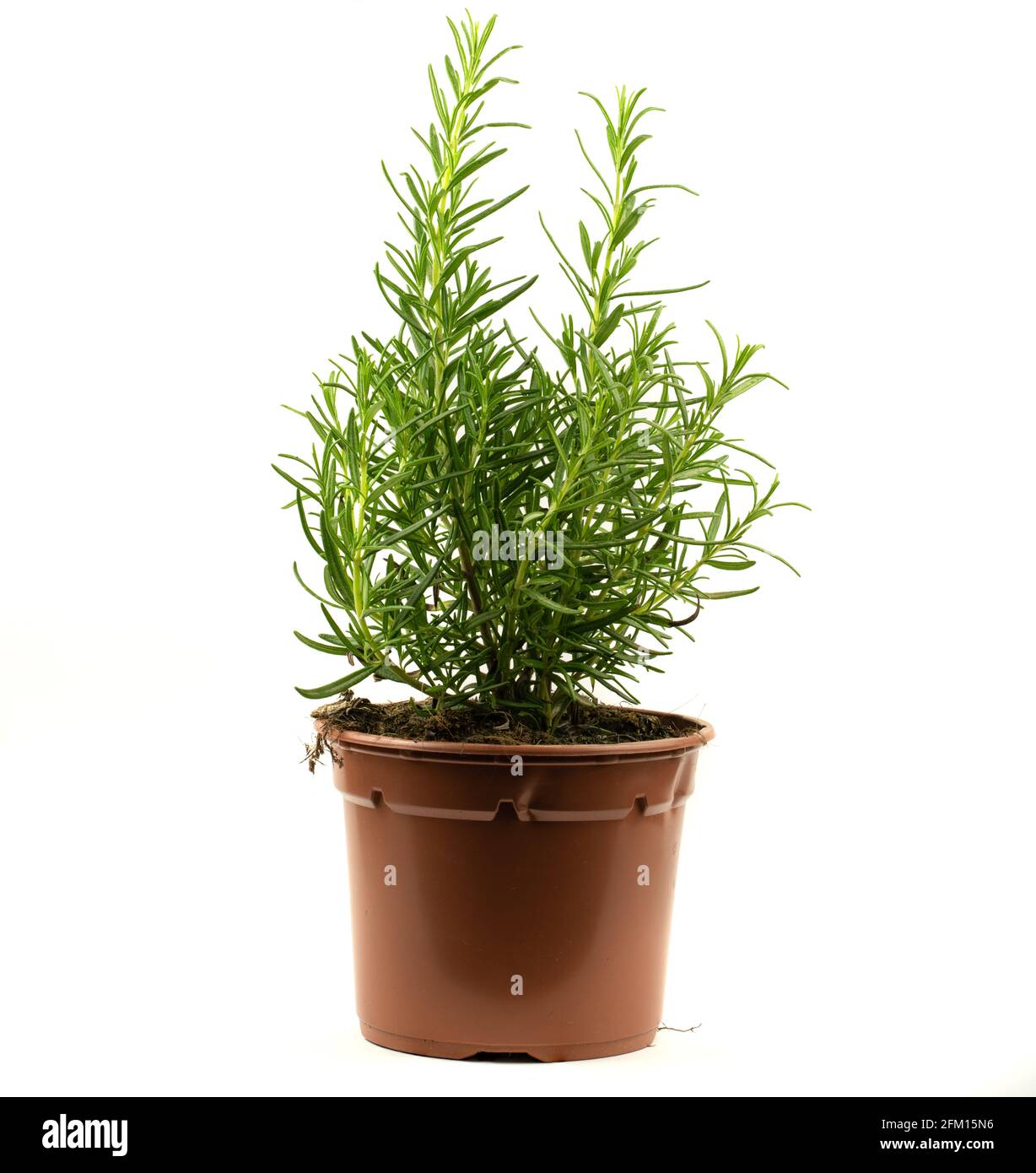 Rosmarinus officinalis in pot with white background Stock Photo - Alamy