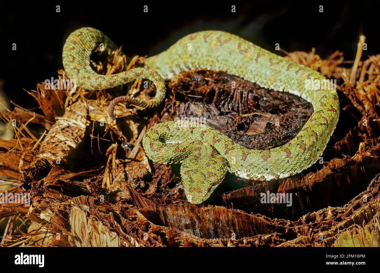 Bothriechis schlegelii, known commonly as the eyelash viper, is a species of venomous pit viper in the family Viperidae. Stock Photo