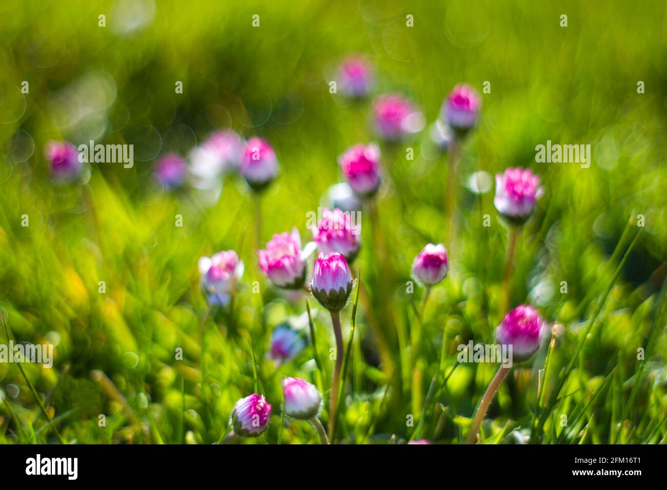 daisy flowers in morning dew with natural bokeh, soft focus Stock Photo ...