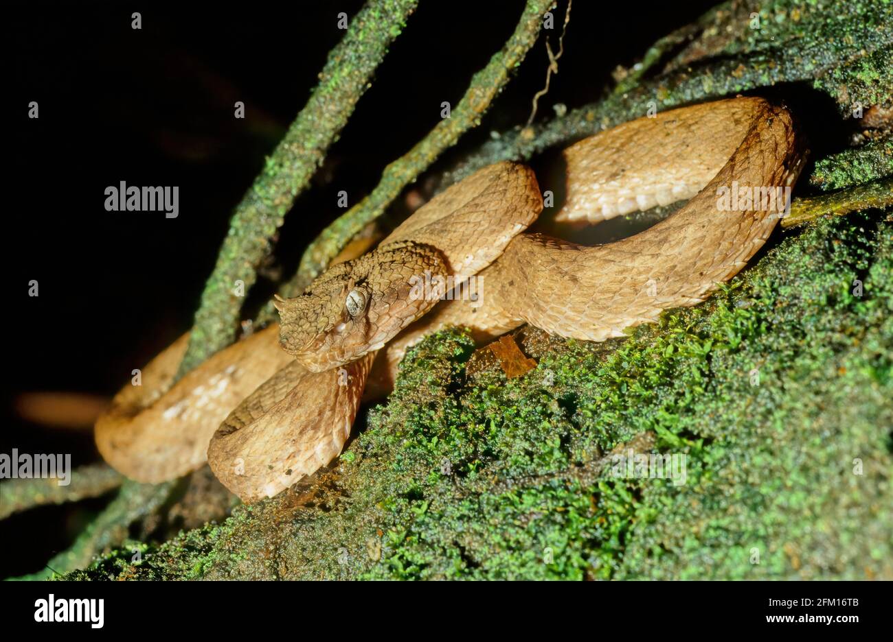 bothriechis-schlegelii-known-commonly-as-the-eyelash-viper-is-a