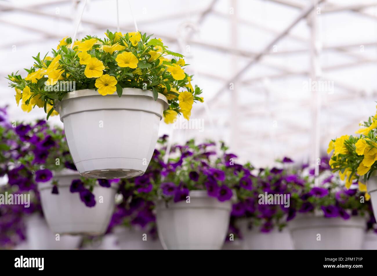 Nature, botany, plant breeding and exhibition in greenhouse Stock Photo