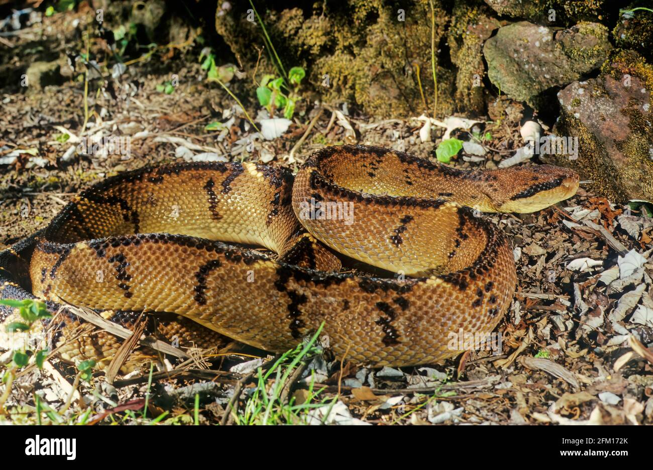 Lachesis muta, also known as the Southern American bushmaster or Atlantic bushmaster, is a venomous pit viper species found in South America. Stock Photo
