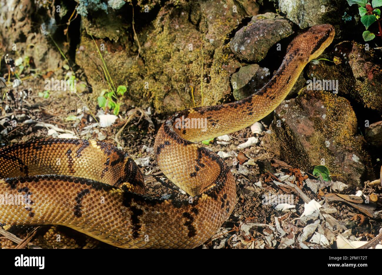 Lachesis muta, also known as the Southern American bushmaster or Atlantic bushmaster, is a venomous pit viper species found in South America. Stock Photo