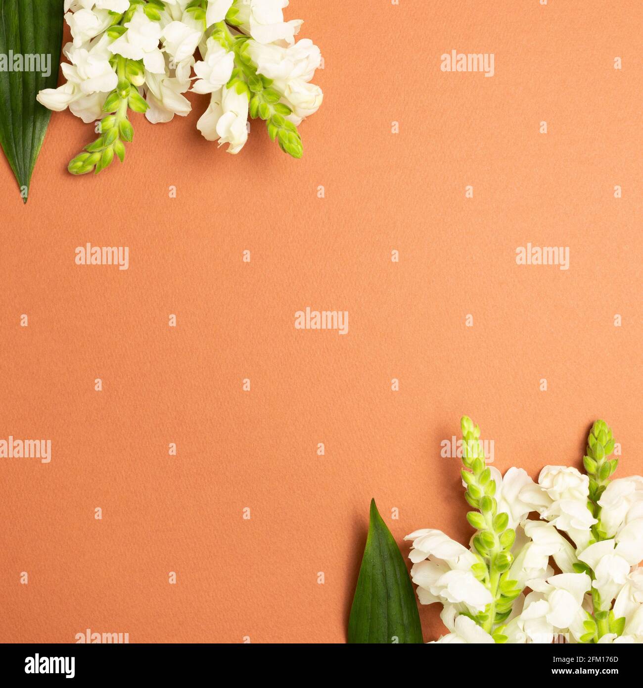 White snapdragon flowers on red brown background. flat lay, top view, copy space Stock Photo