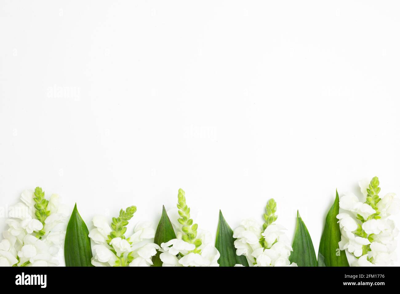 White snapdragon flowers on white background. flat lay, top view, copy space Stock Photo