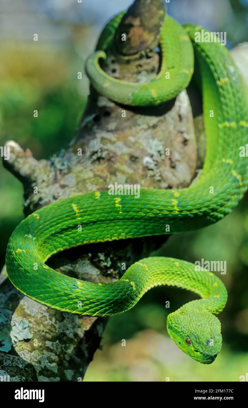 Bothriechis lateralis is a venomous pit viper species found in the mountains of Costa Rica and western Panama Stock Photo