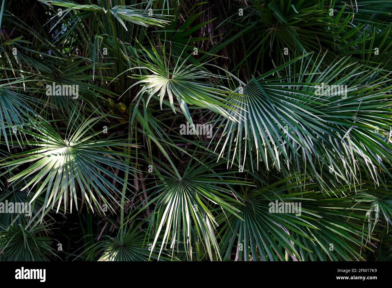 Jungle plants background. Green tropical palms and leaves in jungle ...