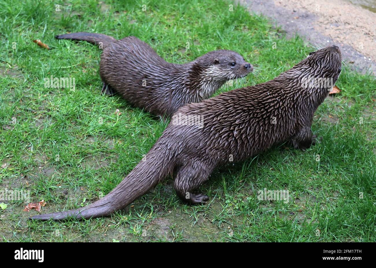 Rostock, Germany. 05th May, 2021. At the inauguration of the new otter facility, the two animals are on the move in the enclosure. The four-year-old male Ivan and his almost one-year-old son Rostock, Germany. 05th May, 2021. At the inauguration of the new otter facility, the two animals are on the move in the enclosure. The four-year-old male Ivan and his almost one-year-old son
