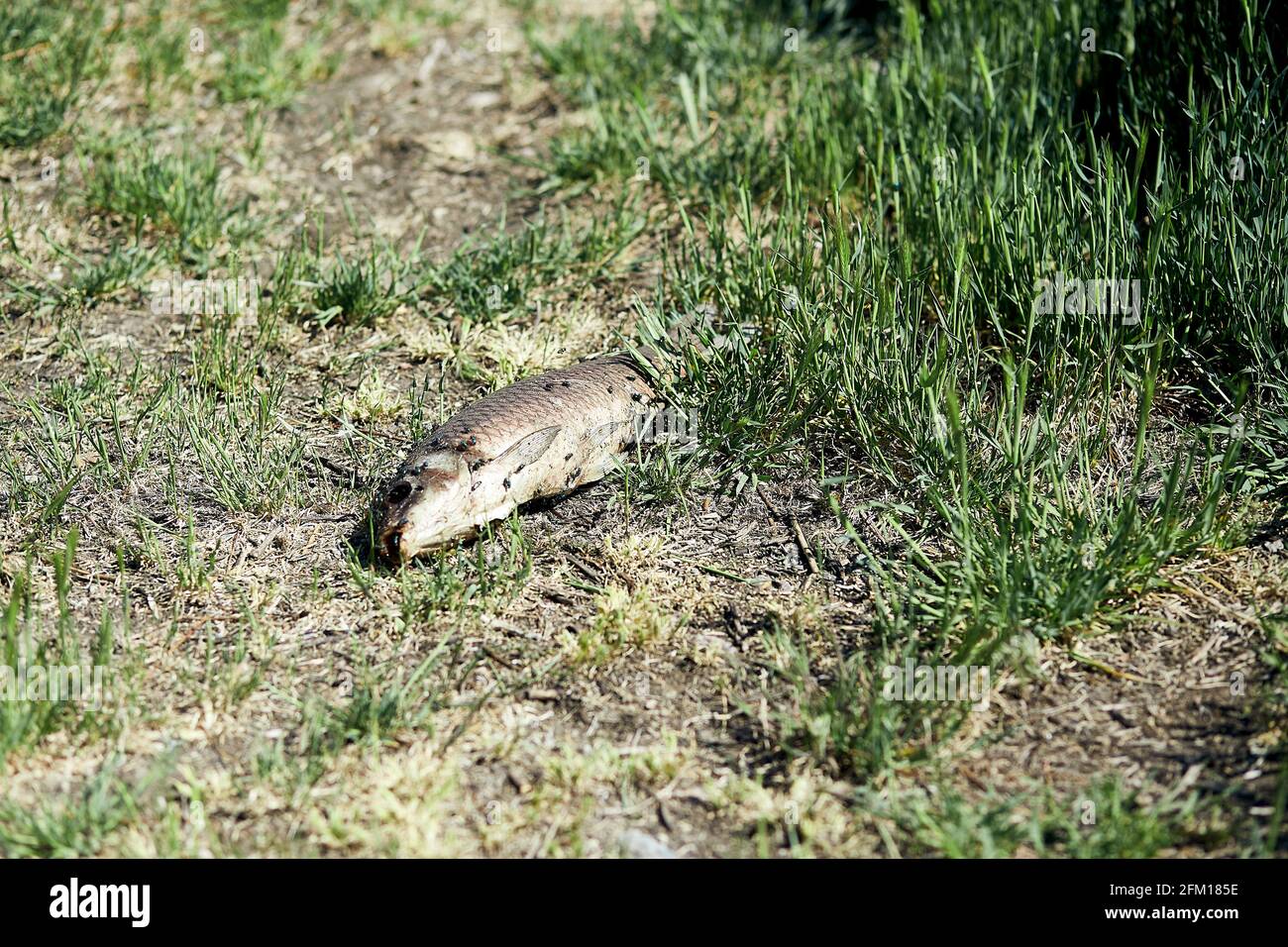 Dead fish on the grass. Environmental pollution problems. Poor ecology concept. Hot summer, climate change. High quality photo Stock Photo