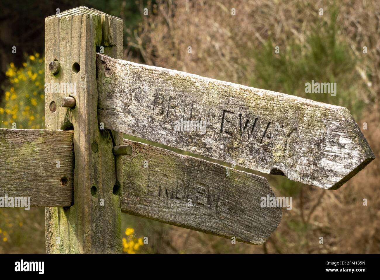 Wooden Bridleway multi directional sign with forest in the background Stock Photo