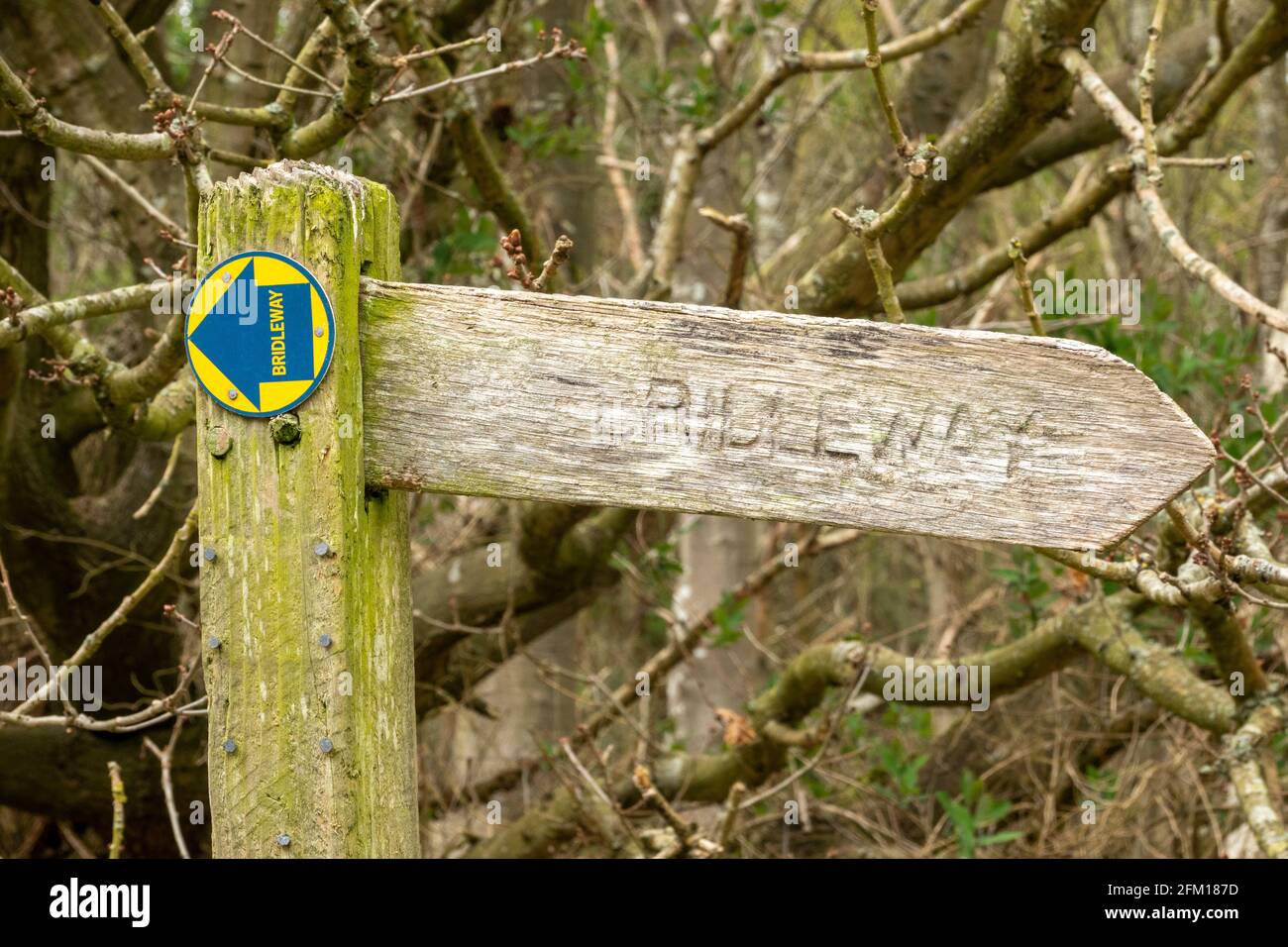 Wooden Bridleway sign with forest in the background Stock Photo
