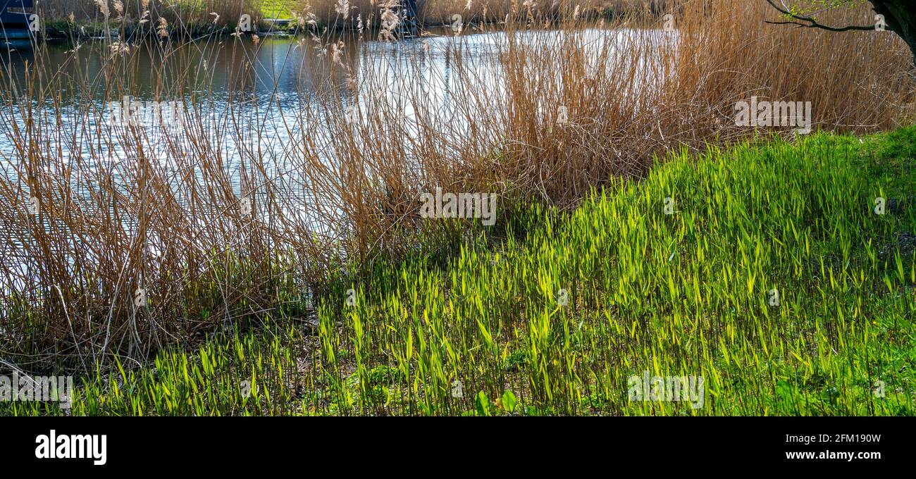 Field with young Common reed plants (Phragmites australis) Stock Photo
