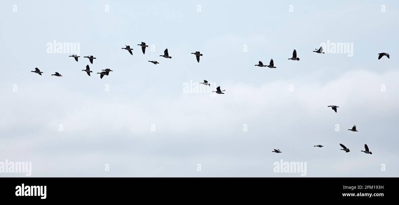 barnacle geese (Branta leucopsis) in flight, Falshöft, Gelting Bay, Schleswig-Holstein, Germany Stock Photo