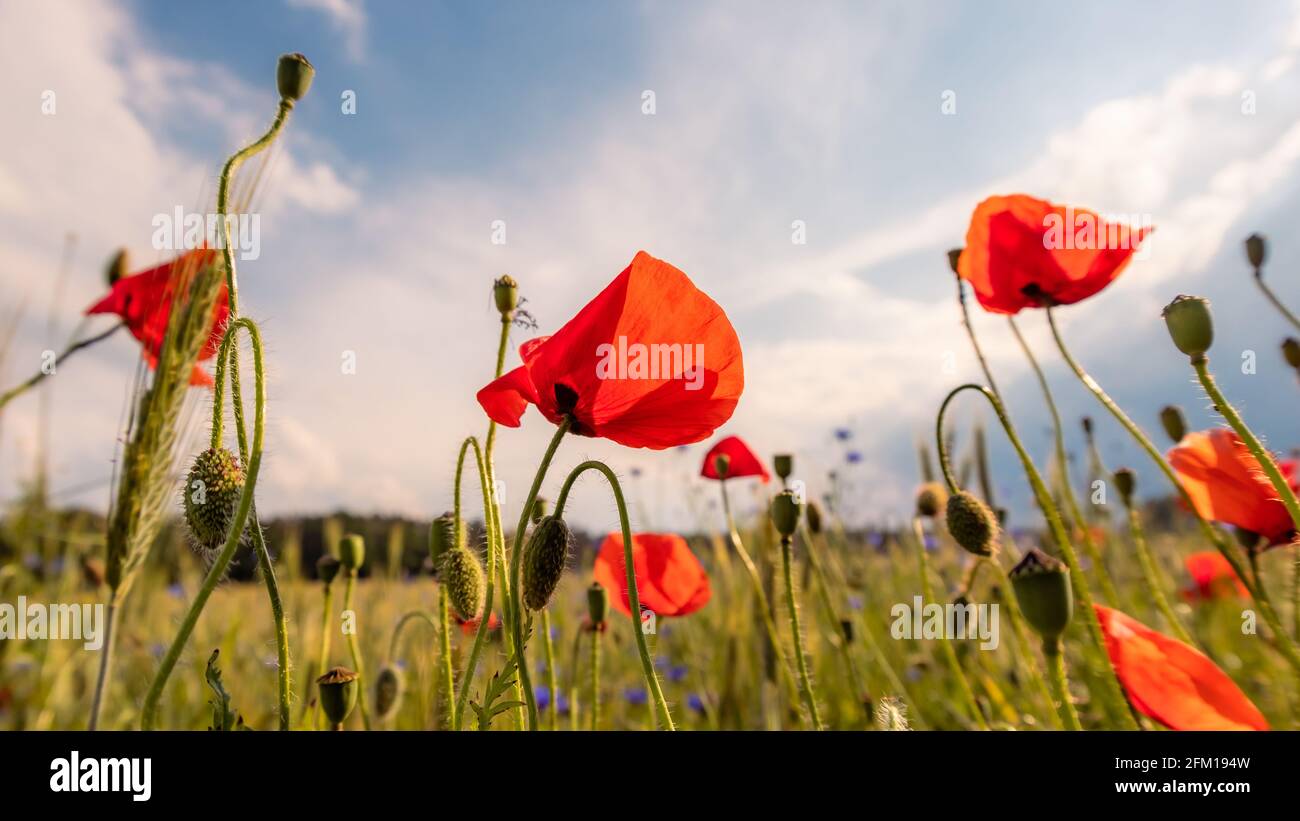 Poppies in front of a grain field in beautiful sunshine, Germany. Stock Photo