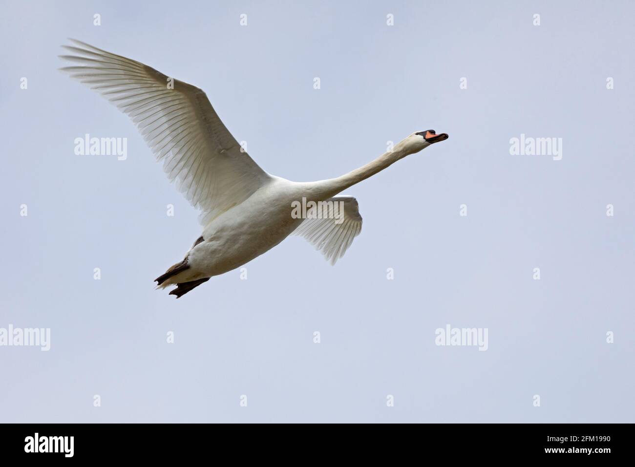mute swan (Cygnus olor) in flight, Gelting Birk Nature Reserve, Gelting Bay, Schleswig-Holstein, Germany Stock Photo