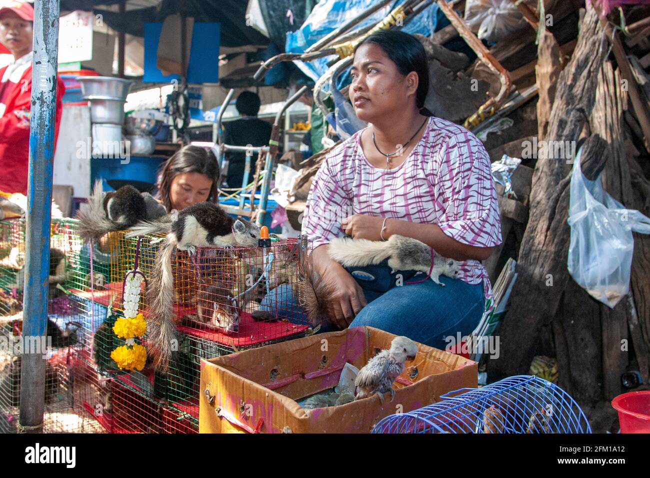 Wild animals on sale at a stall at the animal market in Bangkok, Thailand  Stock Photo - Alamy