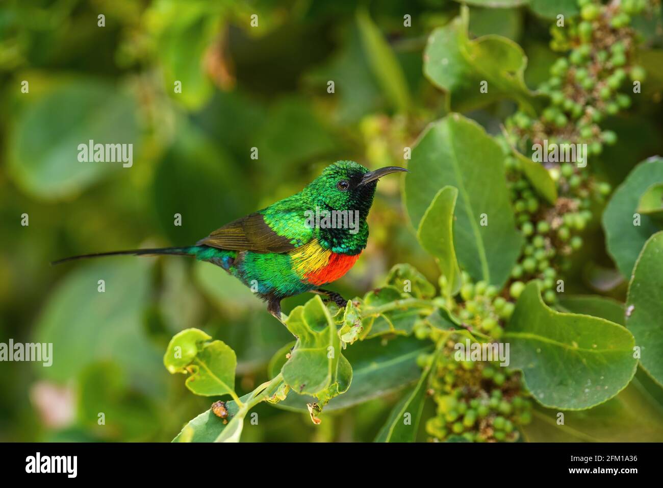 Small bird long black beak hi-res stock photography and images - Alamy Small bird long black beak hi-res stock photography and images - Alamy
