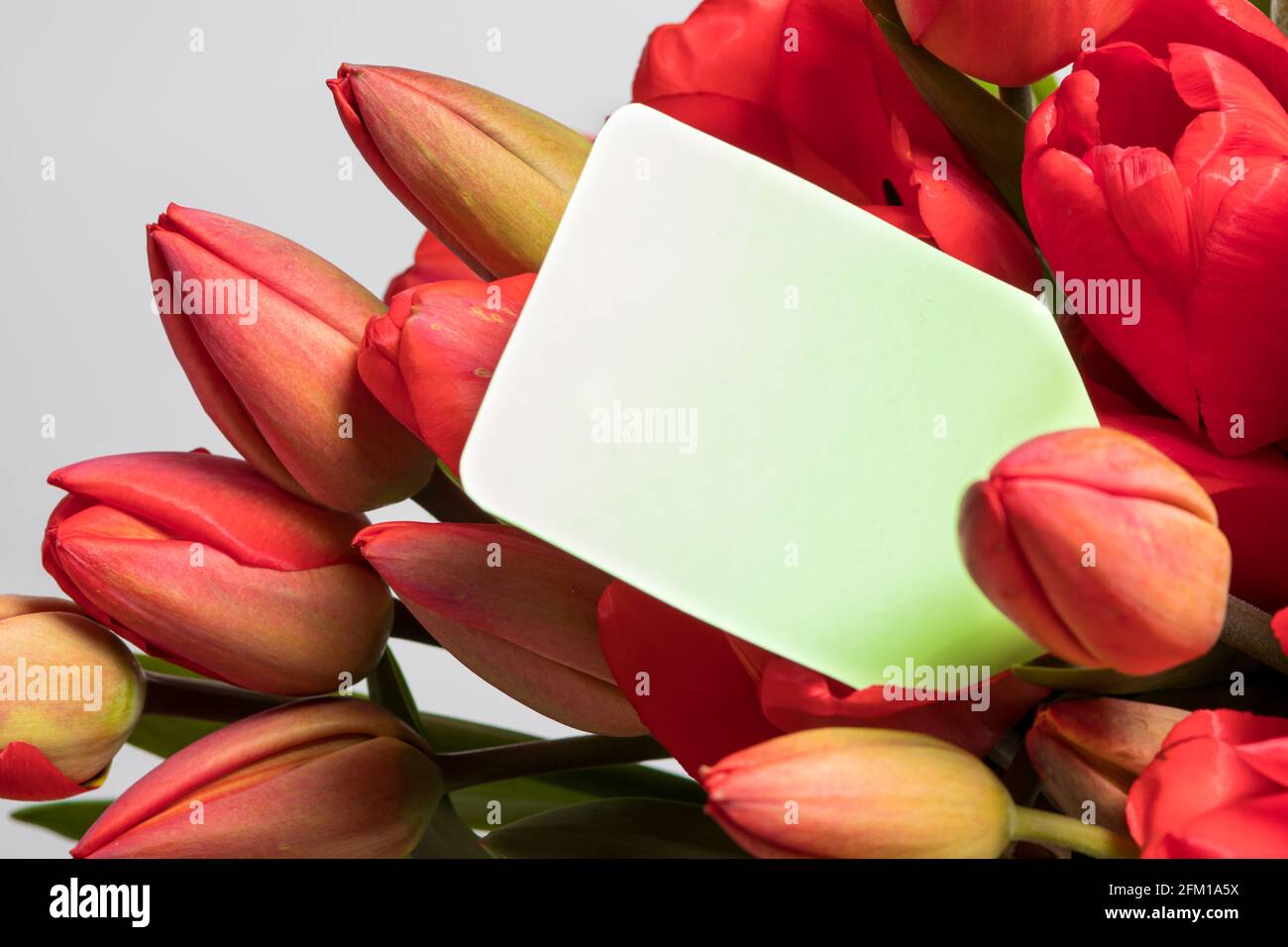 A bouquet of red tulips and a tag for the inscription with congratulations for the birthday, mother's day or March 8. Stock Photo
