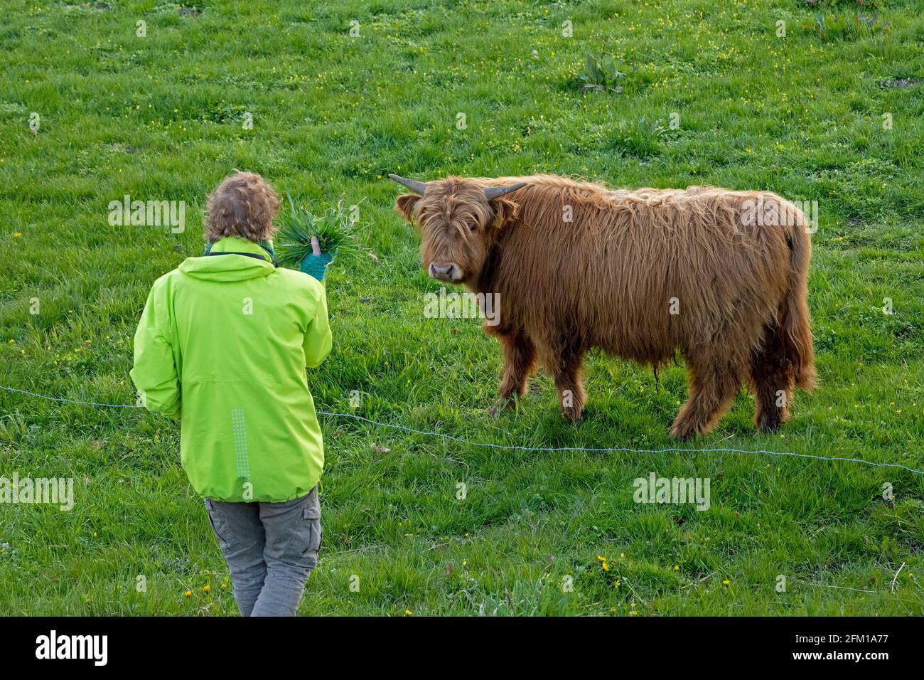 woman alluring Highland cattle with grass, Goldhöft, Gelting Bay, Schleswig-Holstein, Germany Stock Photo