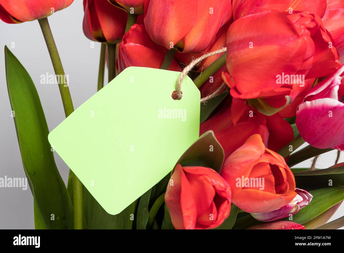A bouquet of red tulips and a tag for the inscription with congratulations for the birthday, mother's day or March 8. Stock Photo