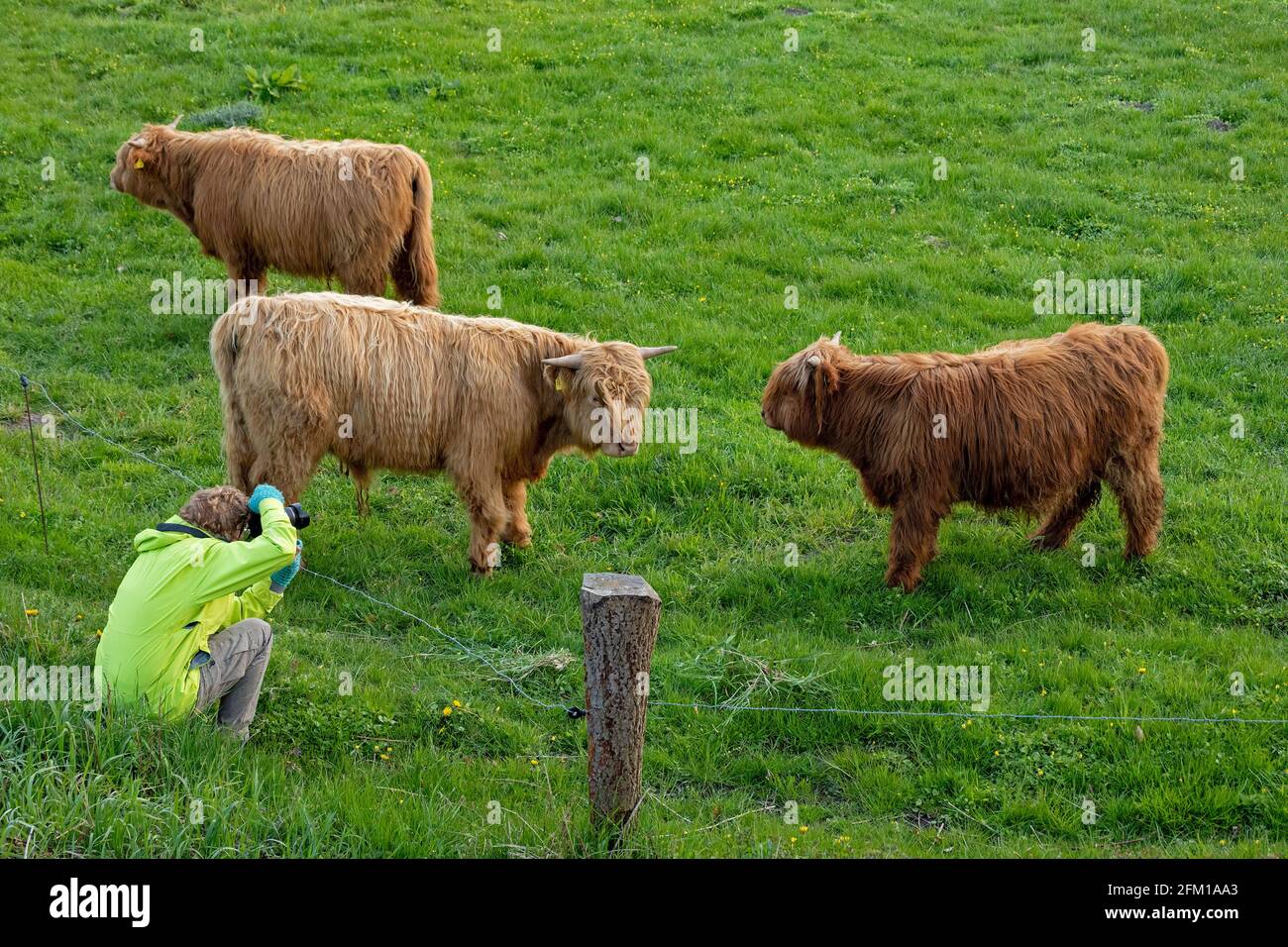 woman taking photos of Highland cattle, Goldhöft, Gelting Bay, Schleswig-Holstein, Germany Stock Photo