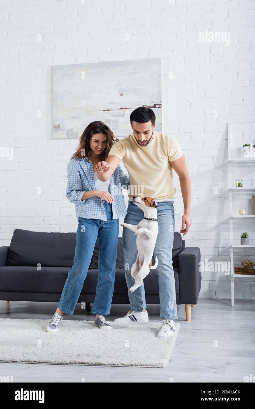 Muslim man holding pet food while jack russell terrier jumping near cheerful girlfriend Stock Photo