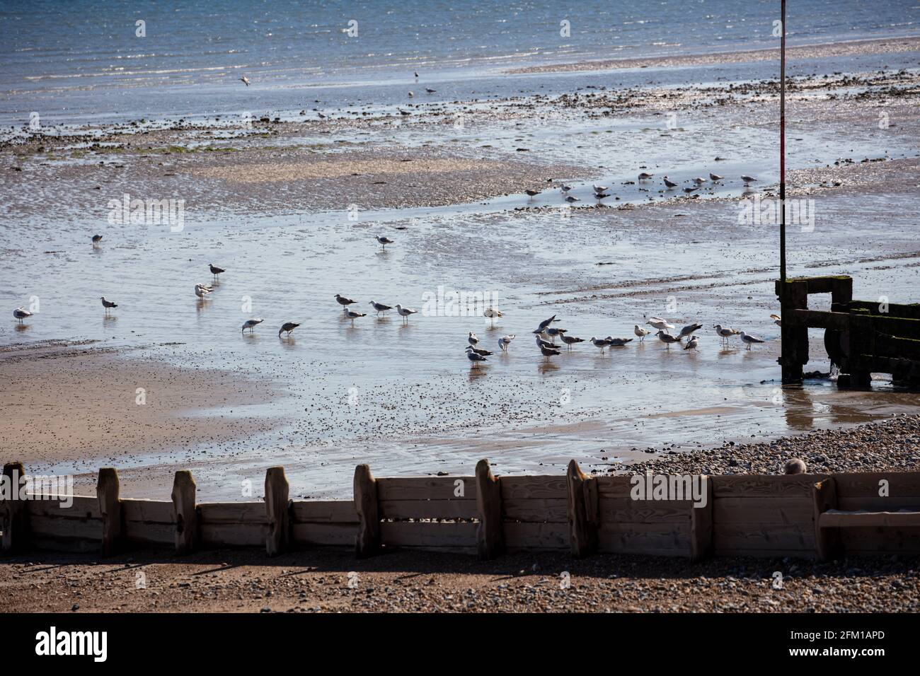 Herring Gulls, Red List conservation birds, drinking water from a rain water discharge pipe on Worthing beach. Mature and juvenile birds are visible. Stock Photo