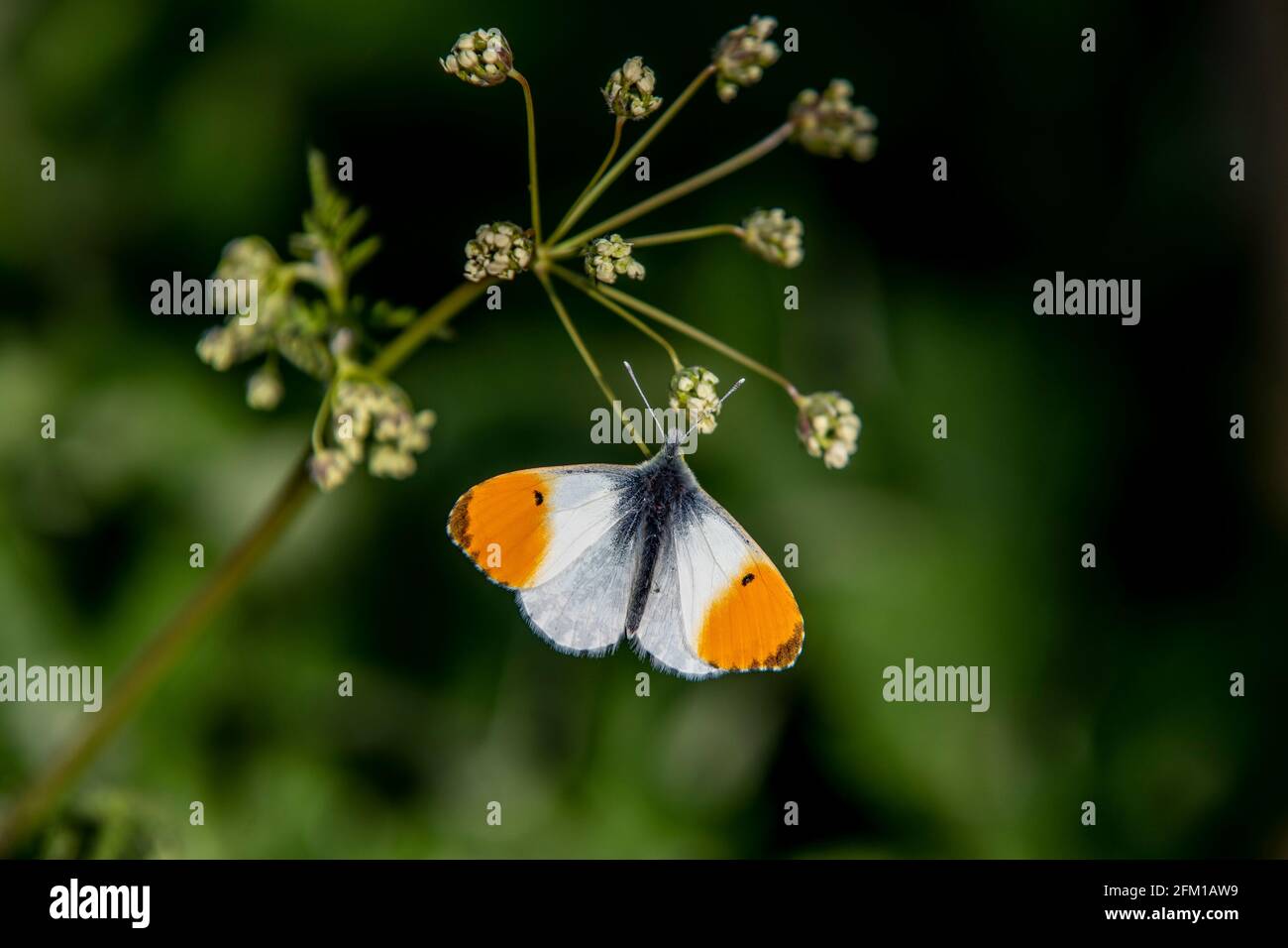 Orange-tip. Anthocharis cardamines (Pieridae) butterfly warming up early morning on Cow Parsley. Anthriscus sylvestris (Apiaceae)  near the river Nene Stock Photo
