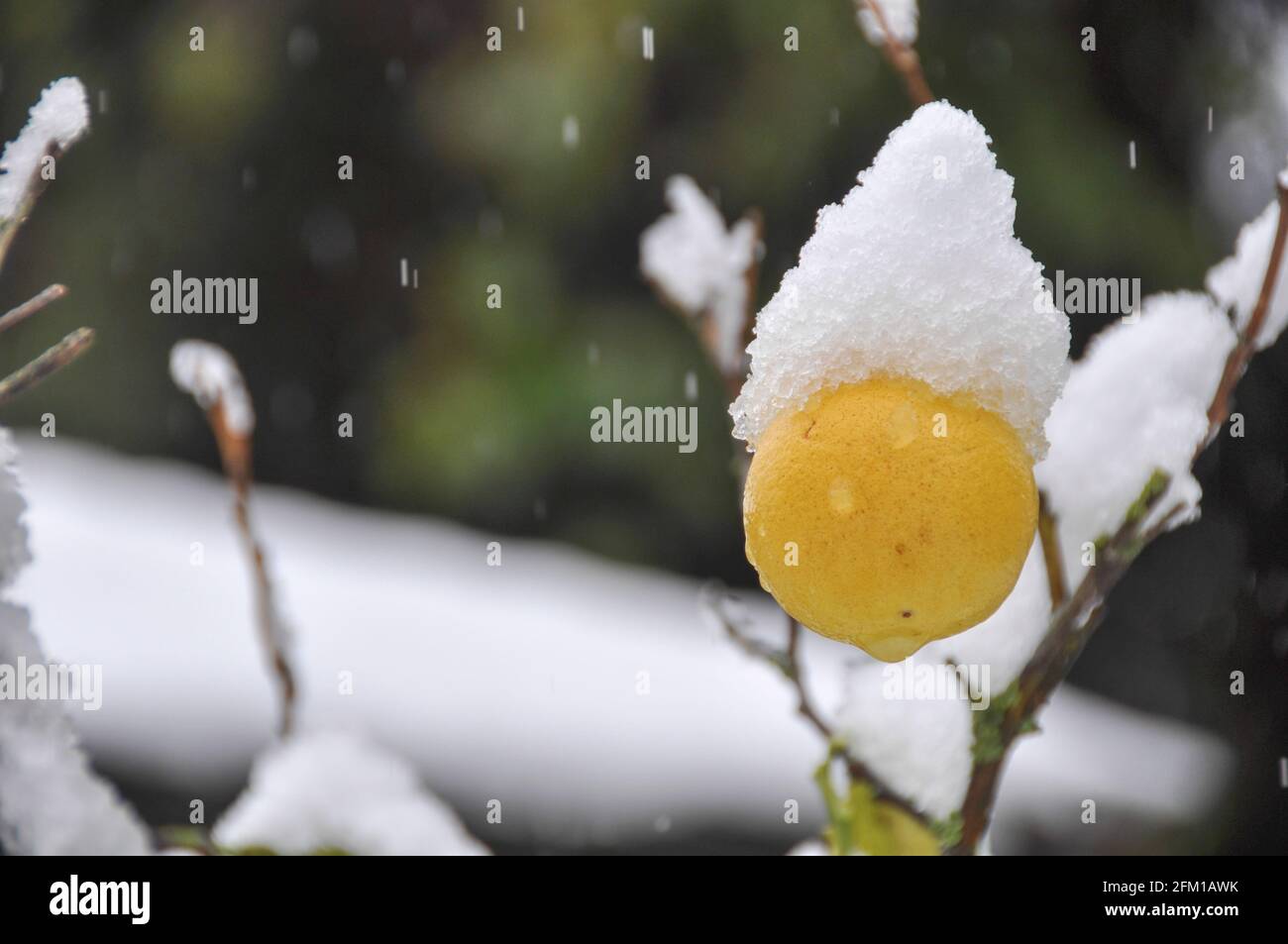 lemon fruit on a tree is covered by snow in a garden photographed in Jerusalem, Israel Stock Photo