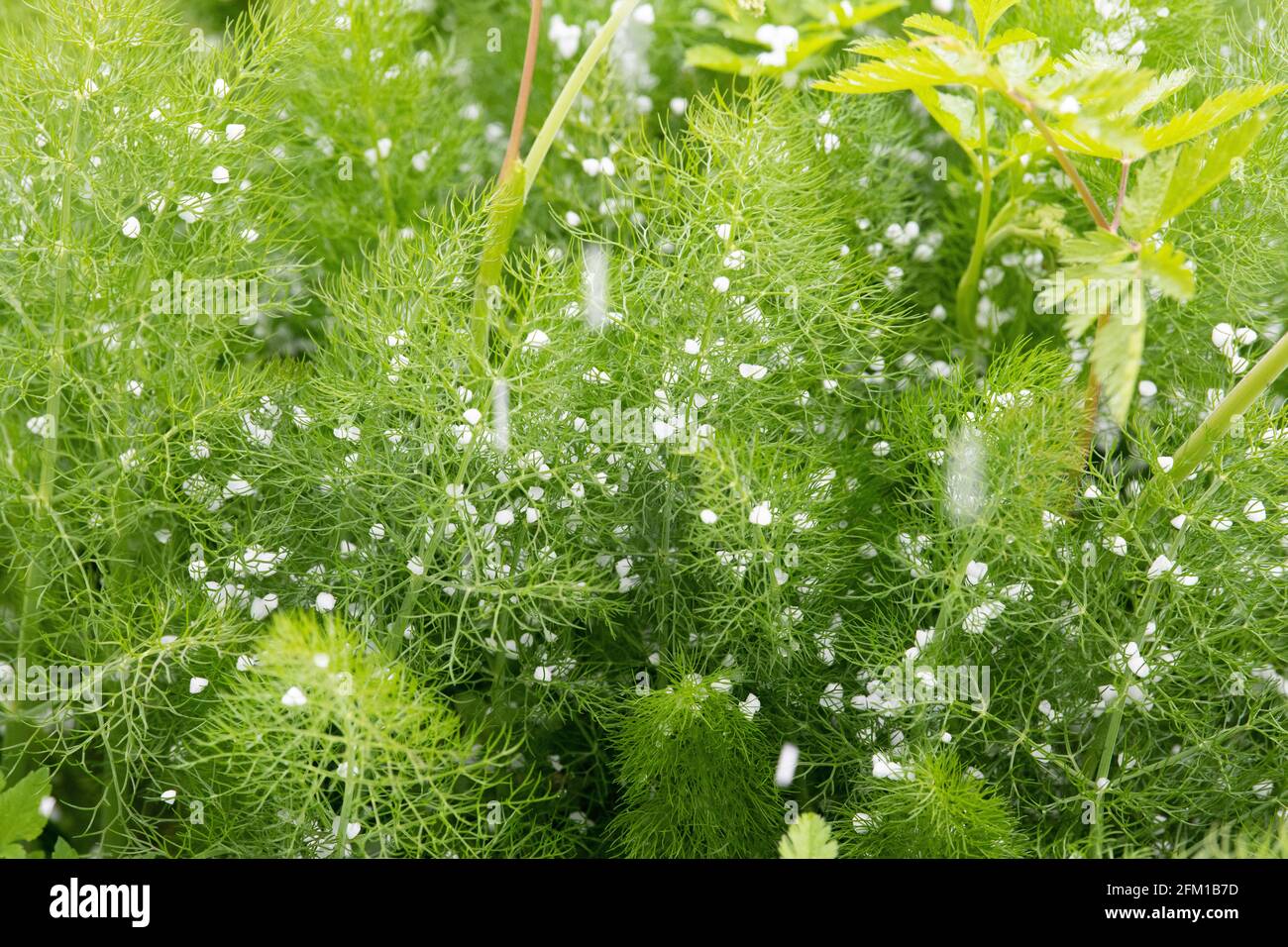 Hail stones covering new spring growth of Fennel (Foeniculum vulgare) plant in May garden - Scotland, UK Stock Photo