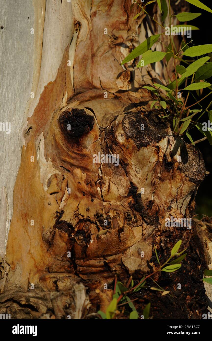 Human face is viewed in a natural growing tree trunk Pareidolia is the tendency for incorrect perception of a stimulus as an object, pattern or meanin Stock Photo