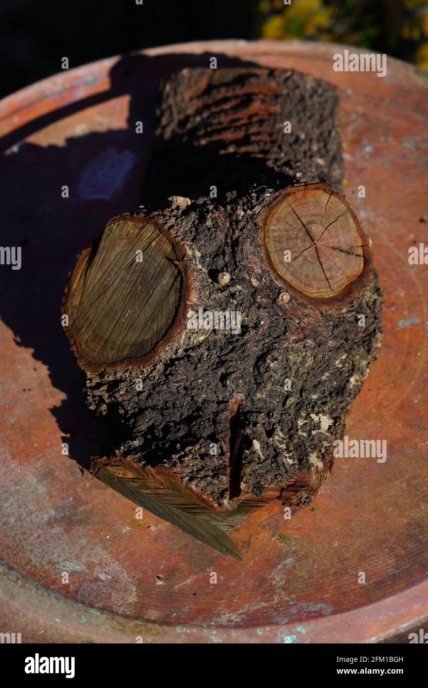 Human face is viewed in a natural growing tree trunk Pareidolia is the tendency for incorrect perception of a stimulus as an object, pattern or meanin Stock Photo