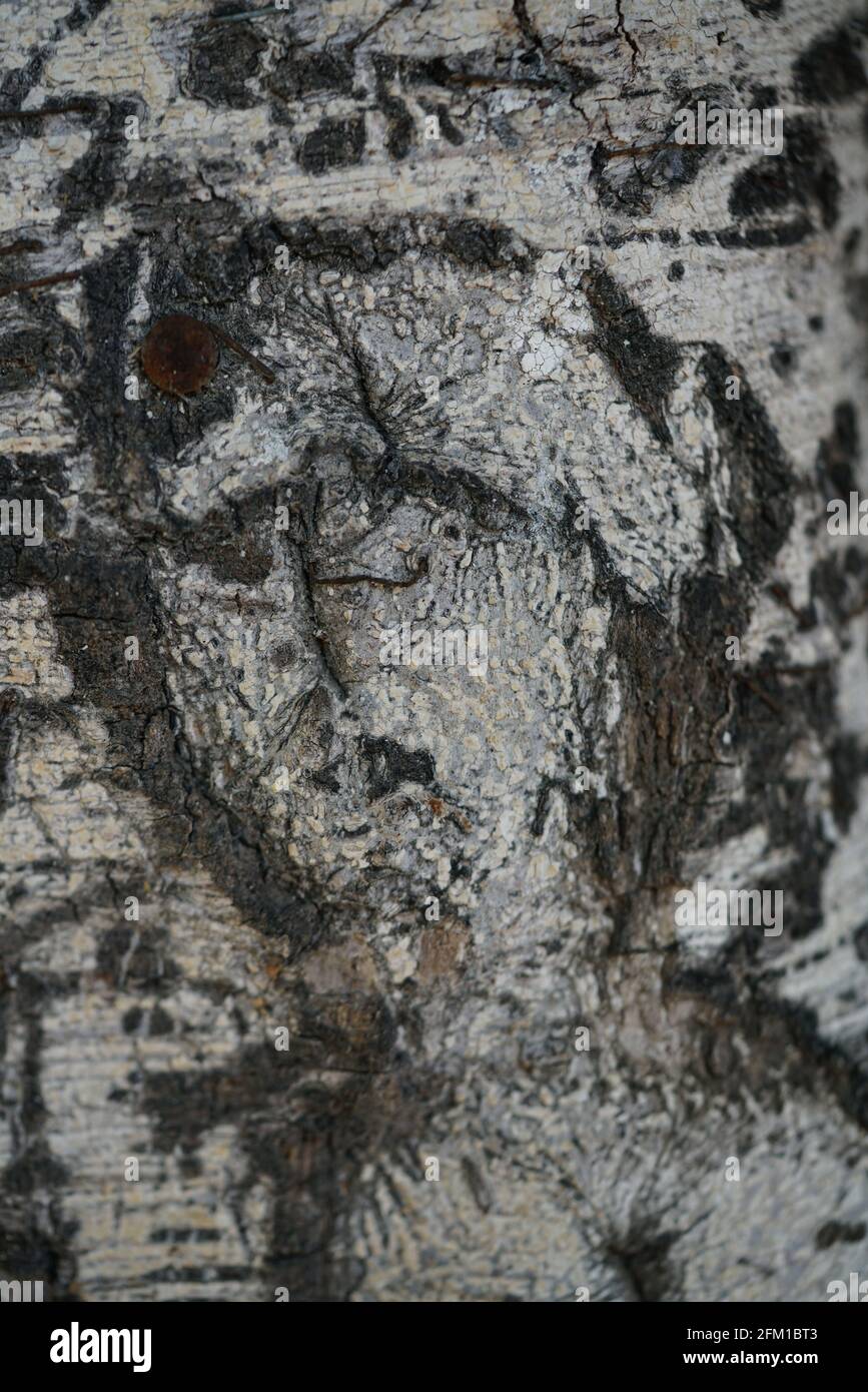 Human face is viewed in a natural growing tree trunk Pareidolia is the tendency for incorrect perception of a stimulus as an object, pattern or meanin Stock Photo