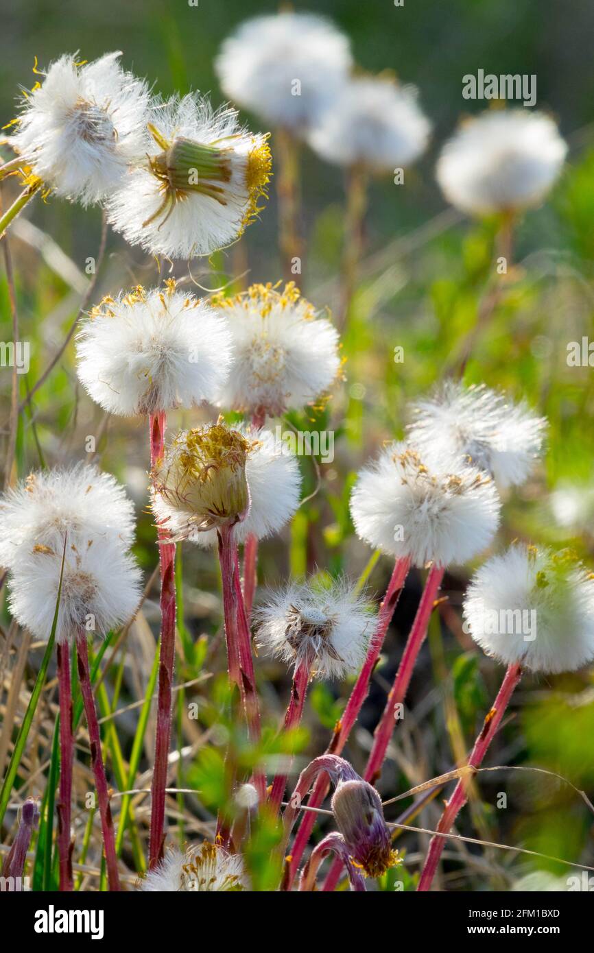 Tussilago farfara seed heads Coltsfoot Stock Photo